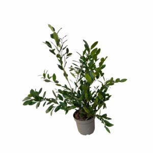 Prunus laurocerasus 'Mano'