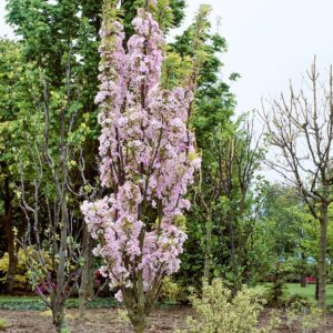 Prunus serrulata 'Amanogawa'