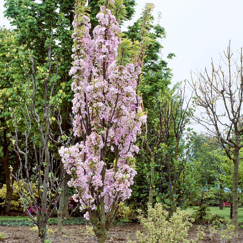 Prunus serrulata 'Amanogawa'