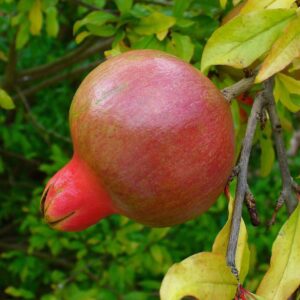 Punica granatum
