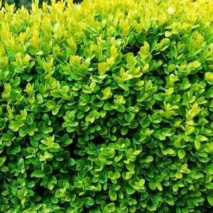 Puszpáng (Buxus sempervirens)