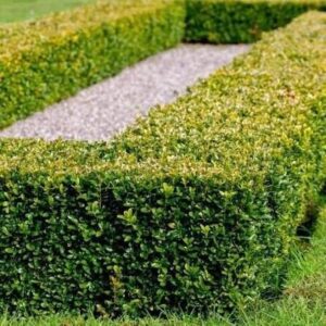 Puszpáng (Buxus sempervirens 'Express')