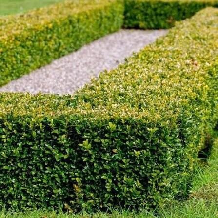 Puszpáng (Buxus sempervirens 'Express')