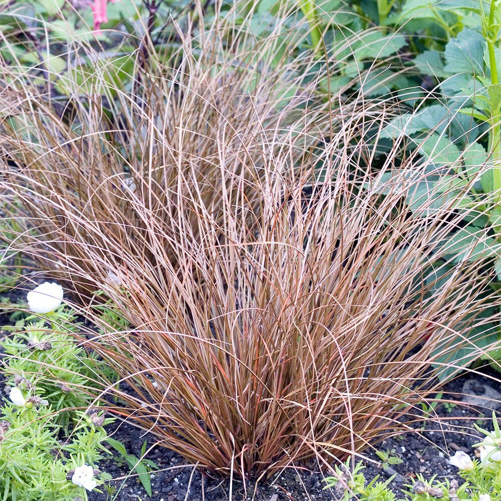 Rézszínű japán sás (Carex 'Bronze Form')