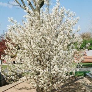 Rézvörös fanyarka (Amelanchier lamarckii)