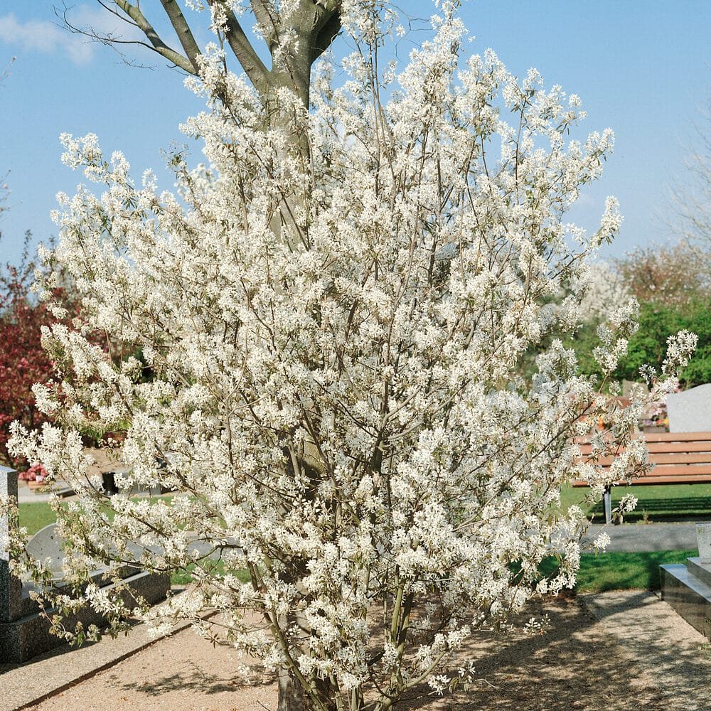 Rézvörös fanyarka (Amelanchier lamarckii)