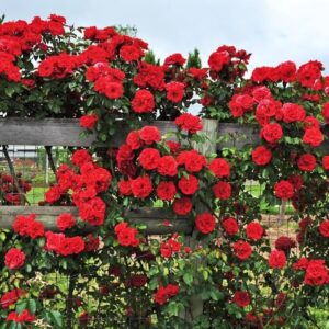 Rosa 'Don Juan'