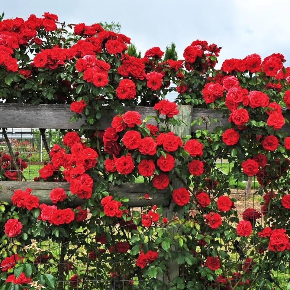 Rosa 'Don Juan'