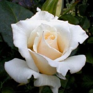 Rózsa (Rosa 'Lenip')