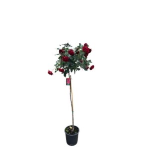 Rózsa (Rosa 'Limar')