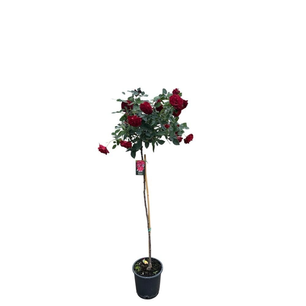 Rózsa (Rosa 'Limar')