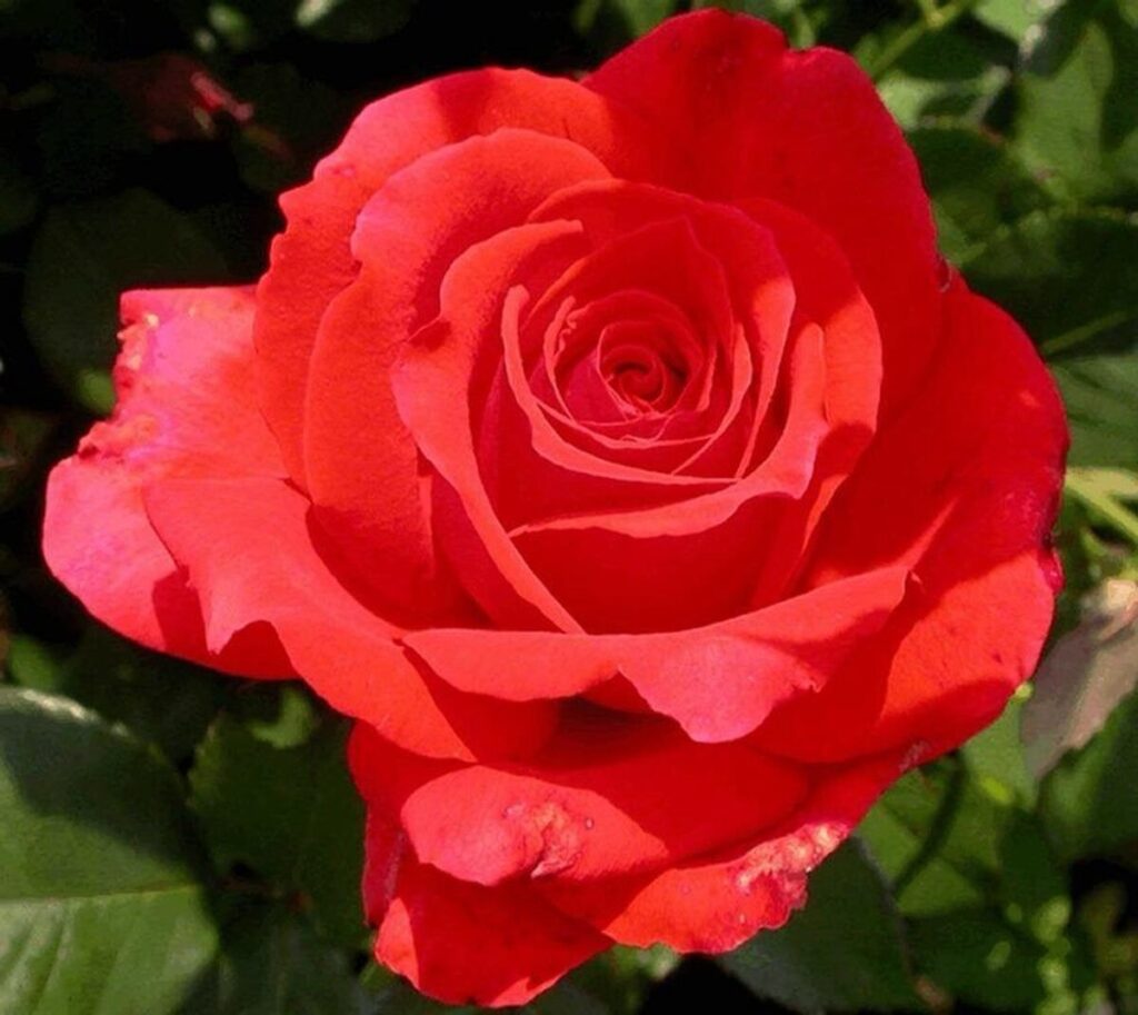 Rózsa (Rosa 'Limar')