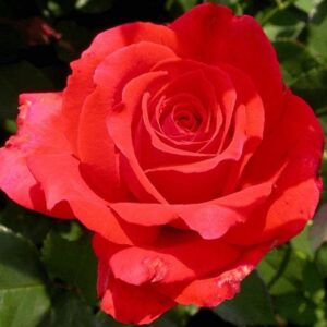Rózsa (Rosa 'Limar')