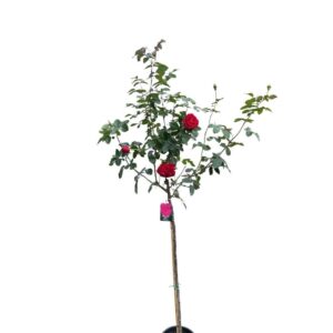 Rózsa (Rosa 'Magenta')