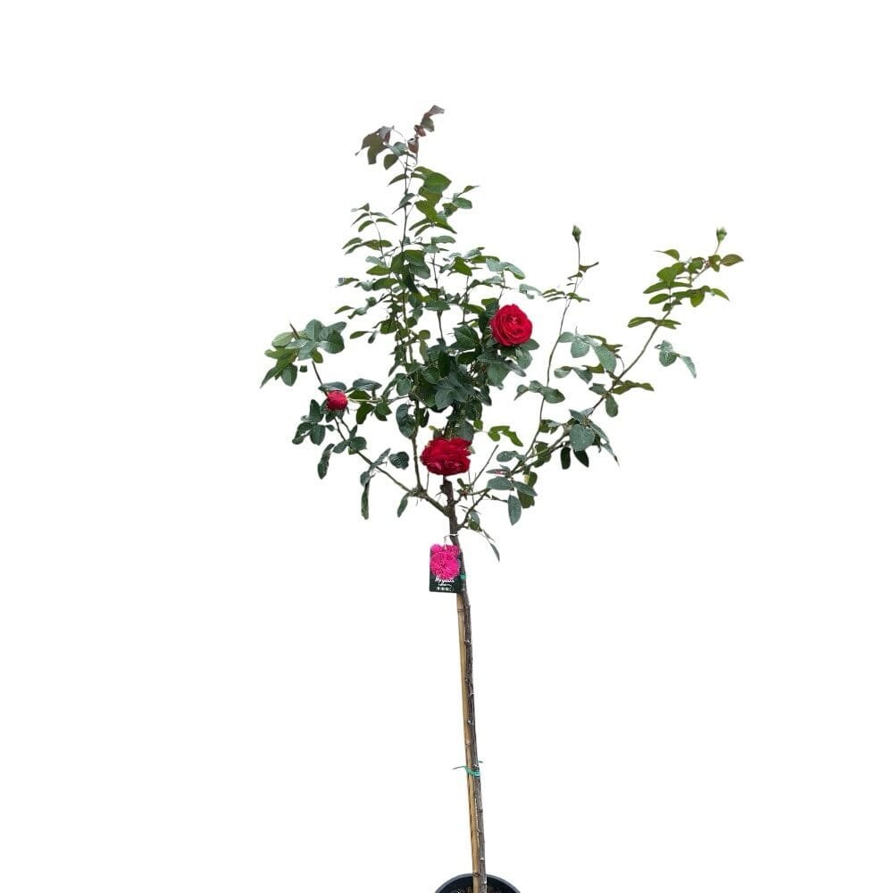 Rózsa (Rosa 'Magenta')