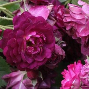 Rózsa (Rosa 'Magenta')
