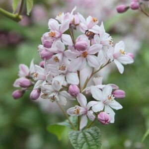 Rózsaszín gyöngyvirágcserje (Deutzia hybrida 'Mont Rose')