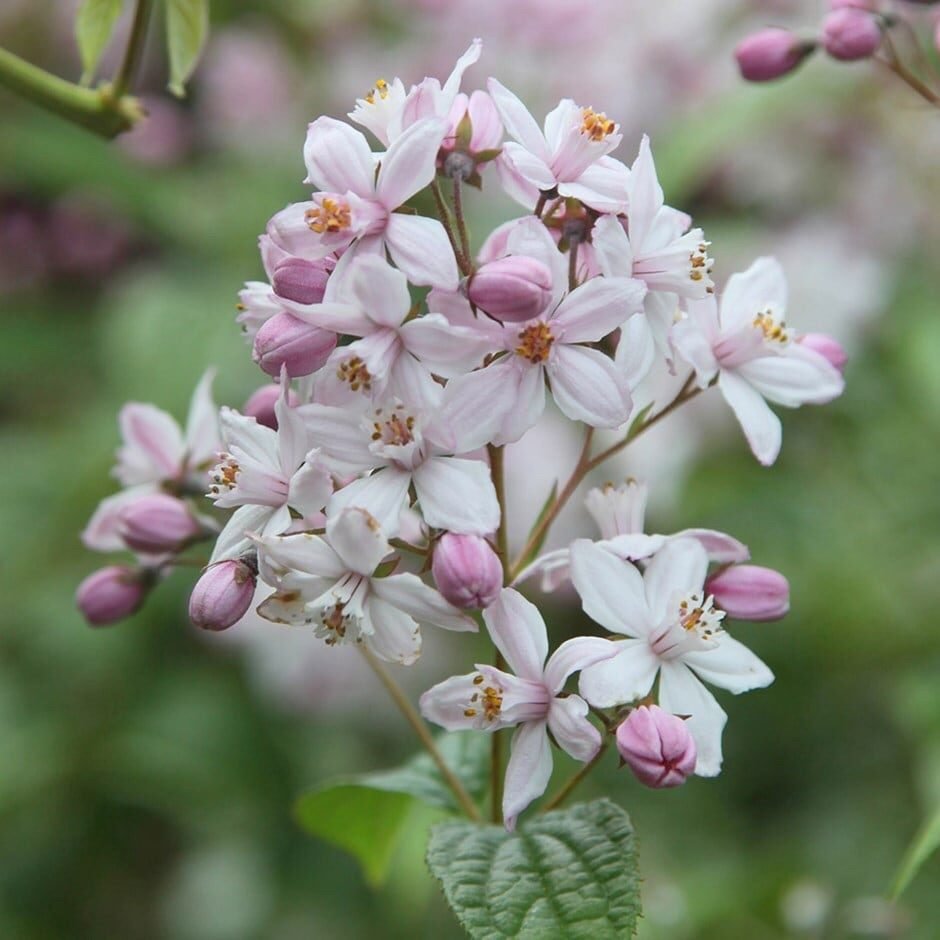 Rózsaszín gyöngyvirágcserje (Deutzia hybrida 'Mont Rose')