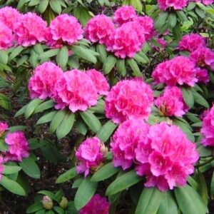 Rózsaszín havasszépe (Rhododendron 'Pierce American Beauty')