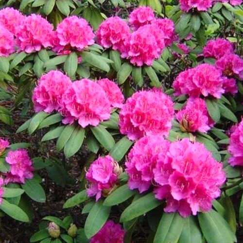 Rózsaszín havasszépe (Rhododendron 'Pierce American Beauty')