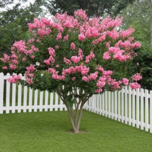 Rózsaszín kínai selyemmirtusz (Lagerstroemia indica 'Hopi')