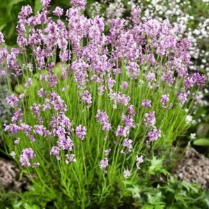 Rózsaszín levendula (Lavandula angustifolia 'Rosea')
