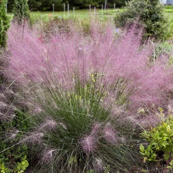 Rózsaszín muhlyfű (Muhlenbergia reverchonii 'Undaunted')
