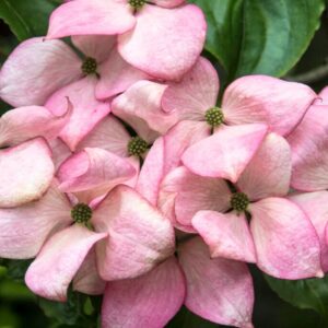 Rózsaszín virágú japán som (Cornus kousa 'Rosemore Pink')