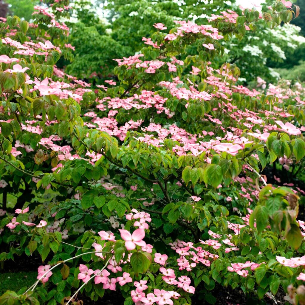 Rózsaszín virágú japán som (Cornus kousa 'Rosemore Pink')