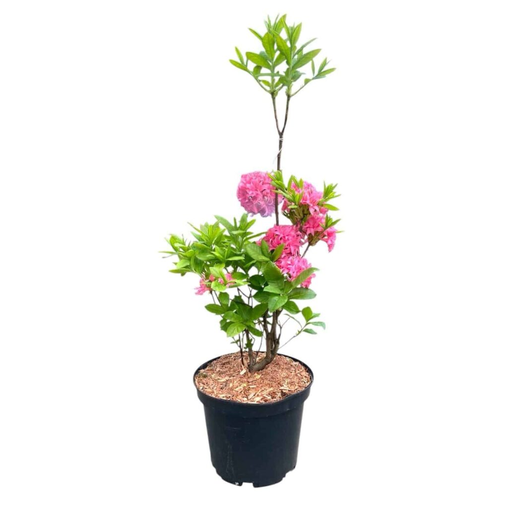 Rózsaszín virágú lombhullató havasszépe (Rhododendron 'Homebusch')
