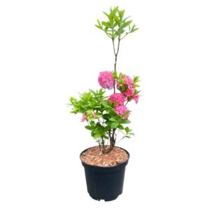 Rózsaszín virágú lombhullató havasszépe (Rhododendron 'Homebusch')