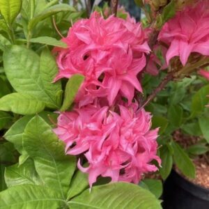 Rózsaszín virágú lombhullató havasszépe (Rhododendron 'Homebusch')
