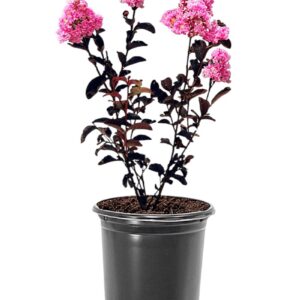 Rózsaszín virágú selyemmirtusz (Lagerstroemia indica 'Shell Pink')