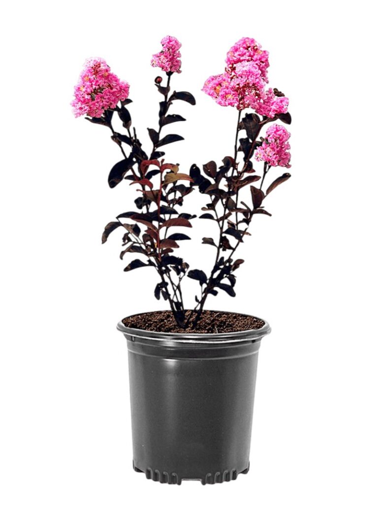 Rózsaszín virágú selyemmirtusz (Lagerstroemia indica 'Shell Pink')