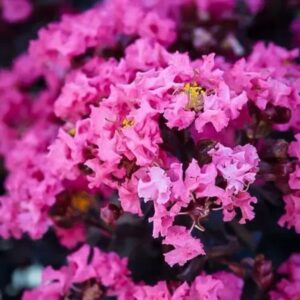 Rózsaszín virágú selyemmirtusz (Lagerstroemia indica 'Shell Pink')