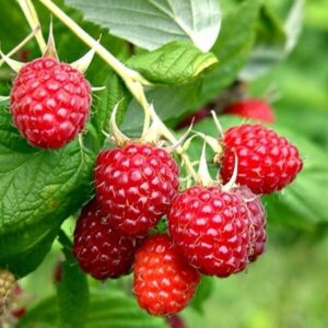 Rubus idaeus 'Malling Exploit'