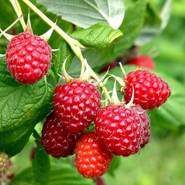 Rubus idaeus 'Malling Exploit'