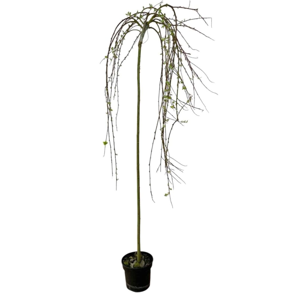 Salix caprea 'Kilmarnock'