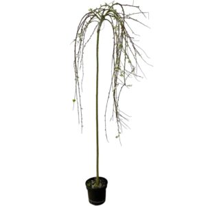 Salix caprea 'Kilmarnock'