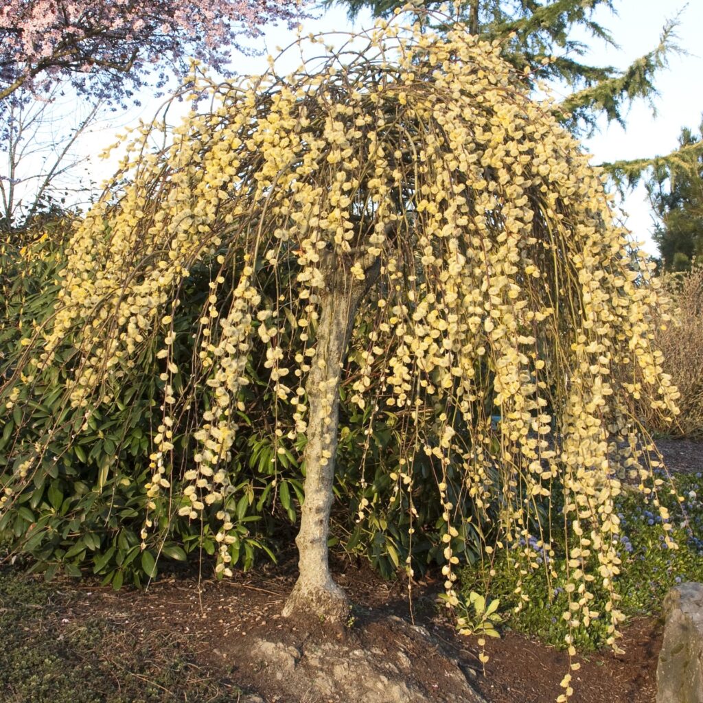 Salix caprea 'Kilmarnock'