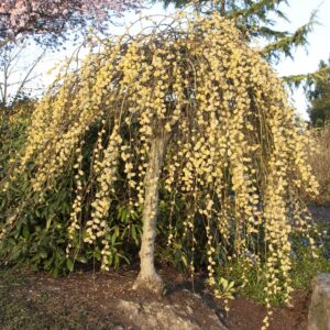 Salix caprea 'Kilmarnock'