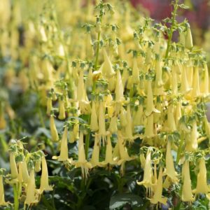 Sárga folyóharang (Phygelius colorburst 'Yellow')