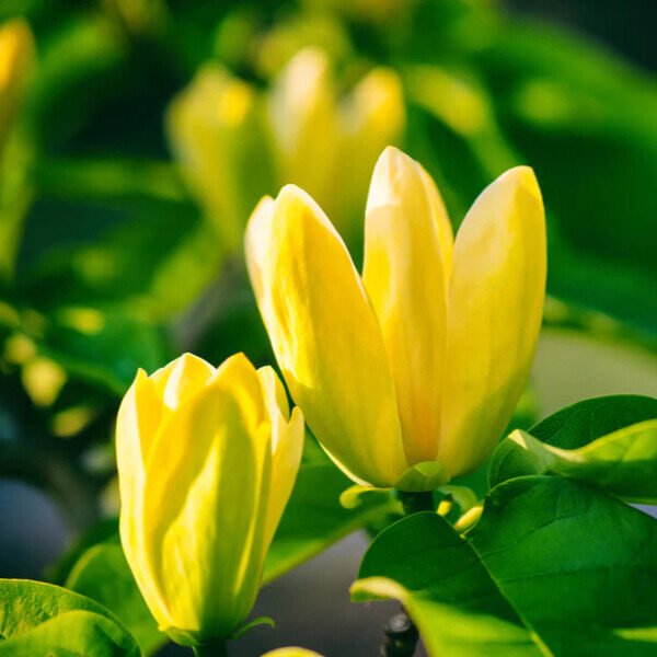 Sárga virágú liliomfa (Magnolia 'Yellow Bird')