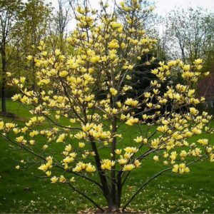 Sárga virágú liliomfa (Magnolia 'Yellow Bird')