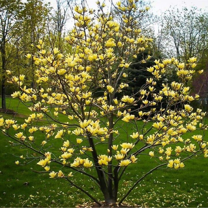 Sárga virágú liliomfa (Magnolia 'Yellow Bird')