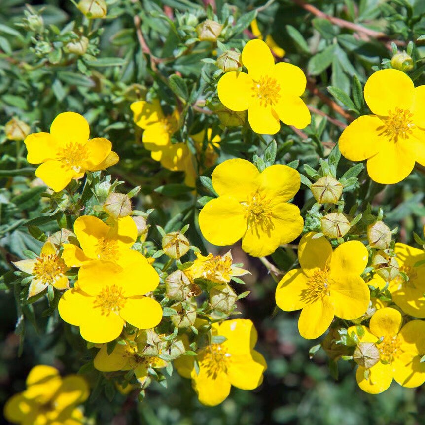 Sárga virágú pimpó (Potentilla fruticosa 'Kobold')