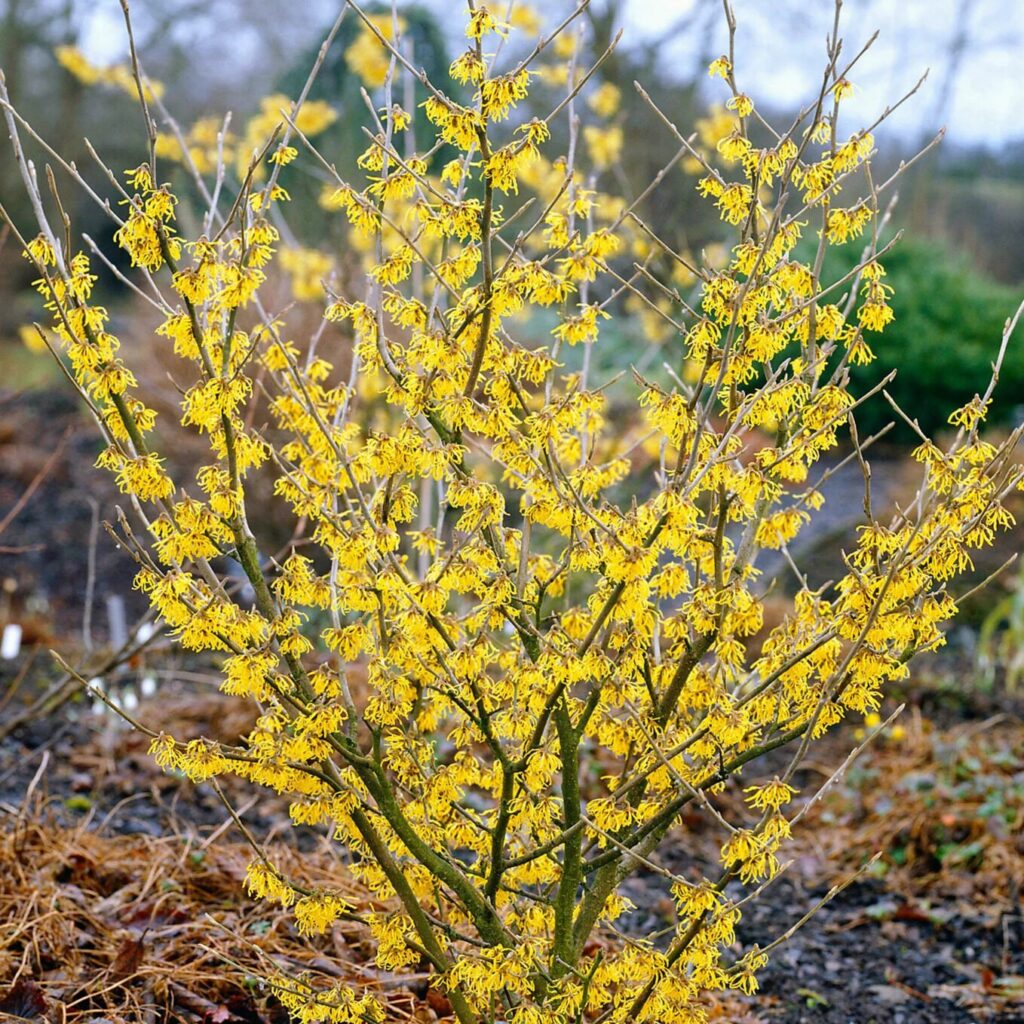 Sárga virágú varázsmogyoró (Hamamelis intermedia 'Arnold Promise')