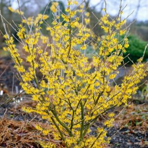 Sárga virágú varázsmogyoró (Hamamelis intermedia 'Arnold Promise')