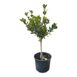 Sárgaszegélyű japán kecskerágó (Euonymus japonicus 'Aureomarginata')