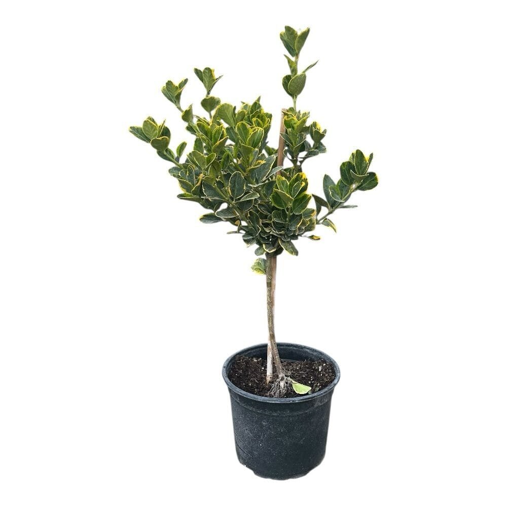 Sárgaszegélyű japán kecskerágó (Euonymus japonicus 'Aureomarginata')